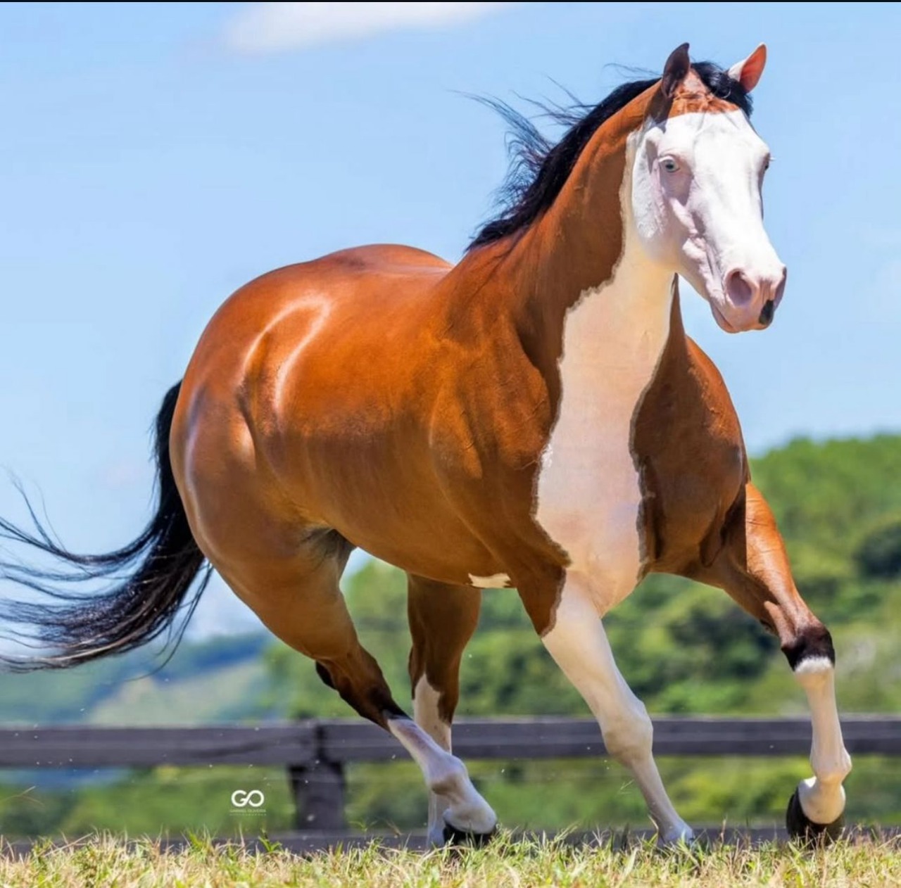 O cantor Zé Neto, da dupla Zé Neto & Cristiano, investiu no universo da raça Quarto de Milha e comprou uma égua avaliada em R$ 2,5 milhões