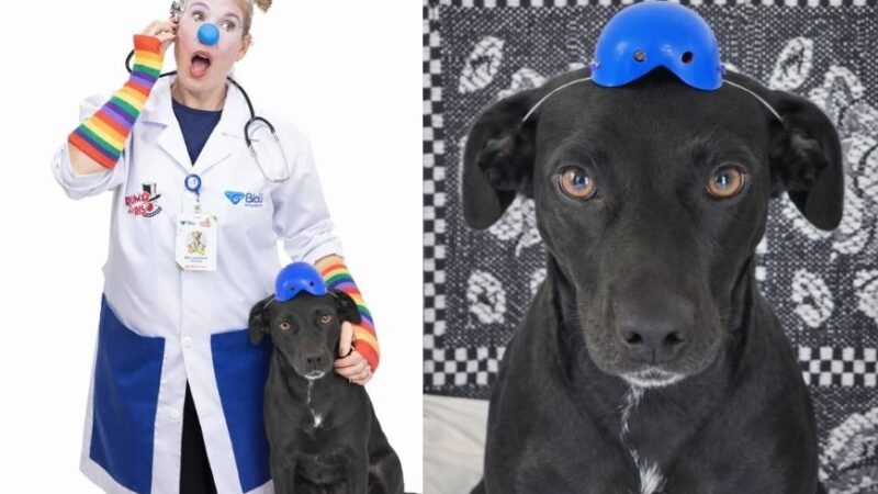 A Rockita, cachorrinha da atriz e risoterapeuta Gabi Roncatti e do cantor Landau, está na fase final de treinamento para atuar em hospitais como suporte emocional, integrando as ações do Projeto Rumo ao Riso