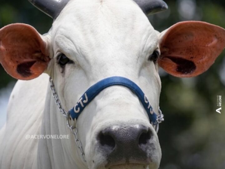 Eduardo Costa adquire Nelore de elite, avaliada em R$2 milhões