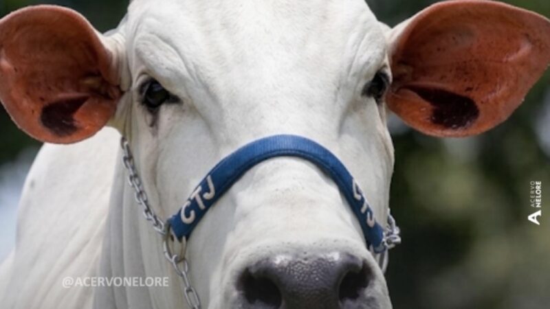 Eduardo Costa adquire Nelore de elite, avaliada em R$2 milhões
